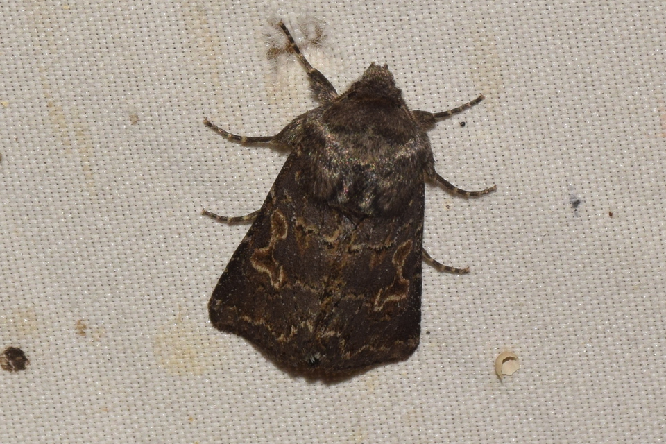 Tholera cespitis - sötét fésűsbagoly