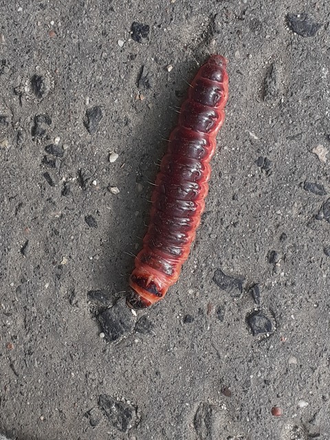 Cossus cossus - fűzfarontólepke