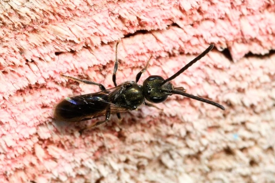 Halictus