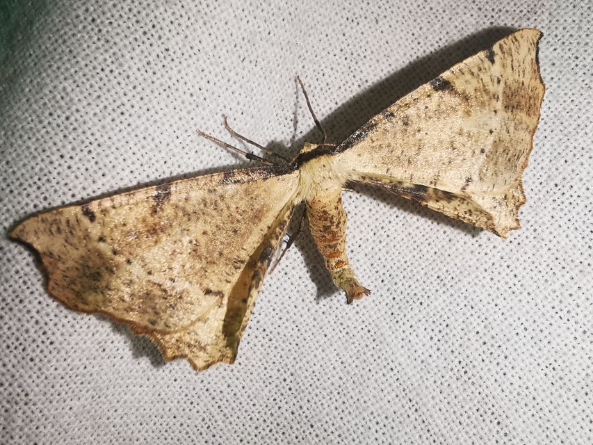 Artiora evonymaria - kecskerágó-araszoló
