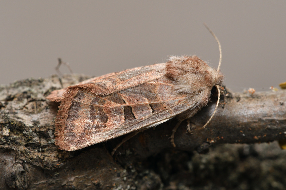 Episema tersa - hármasjegyű liliombagoly