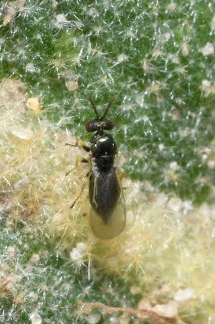 Eulophidae - karcsú fémfürkészek