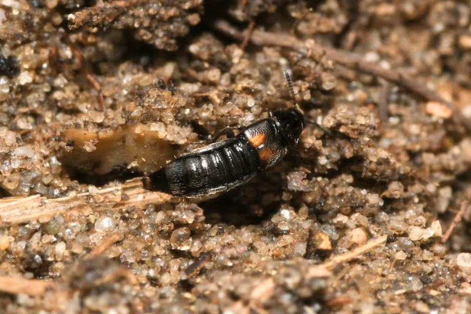 Aleochara bipustulata - kétfoltos fürkészholyva