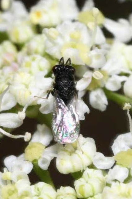 Eurytomidae - hengeres fémfürkészek