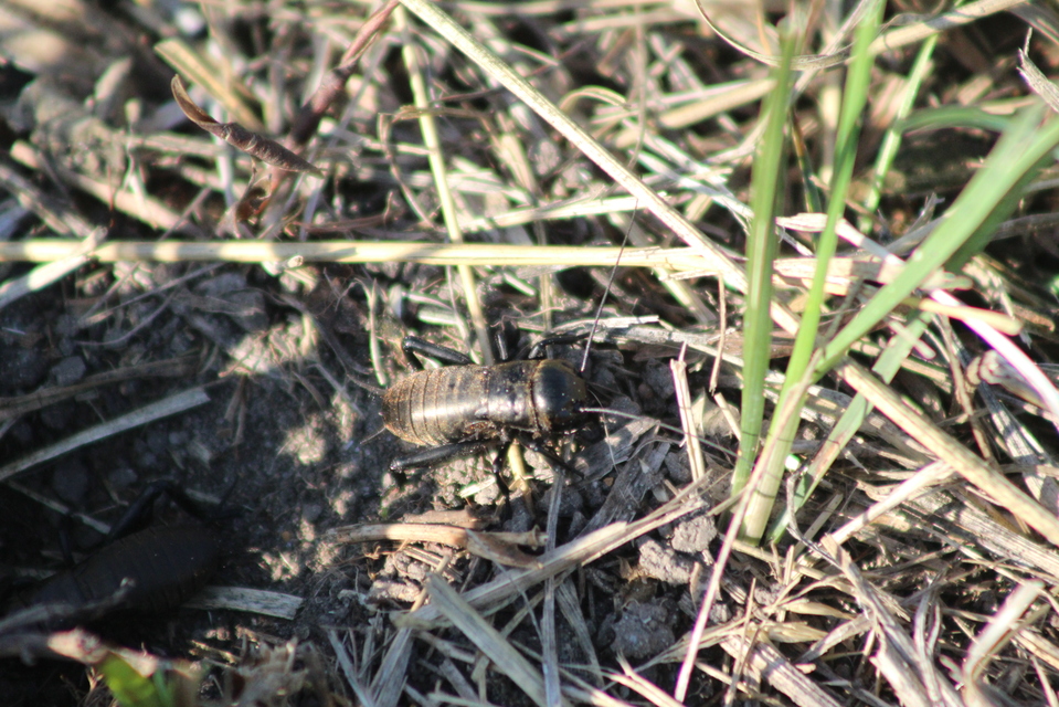 Gryllus campestris - mezei tücsök