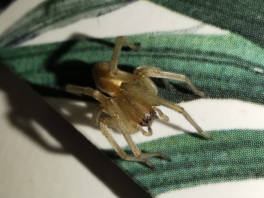 Cheiracanthium mildei - sárga dajkapók