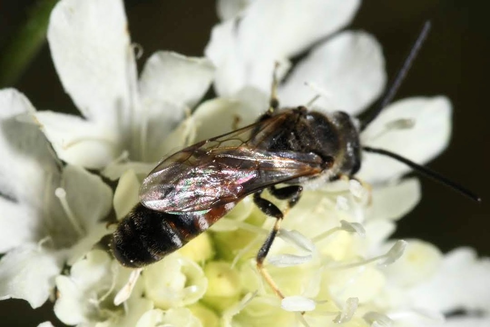 Lasioglossum
