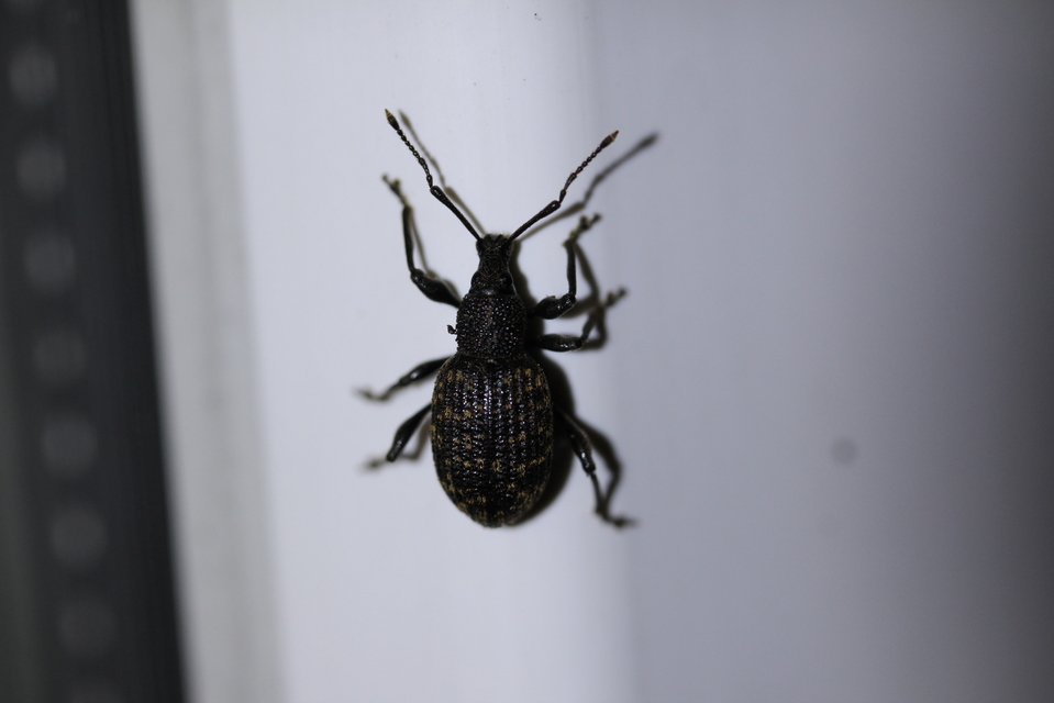 Otiorhynchus sulcatus - szálkás gyalogormányos