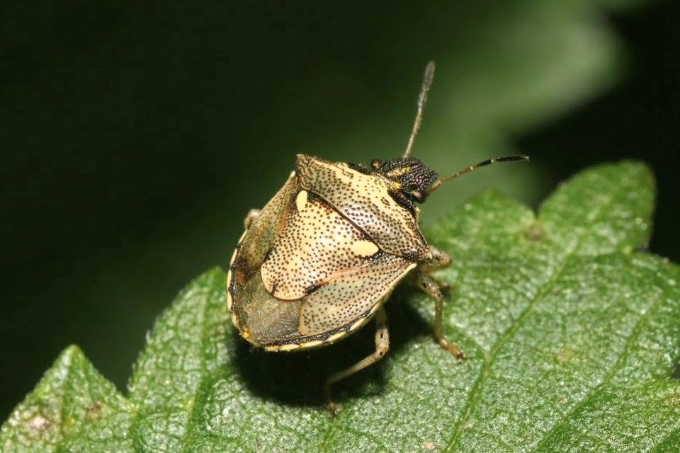 Eysarcoris aeneus - fémes feketefejű-poloska Eysarcoris aeneus - fémes feketefejű-poloska