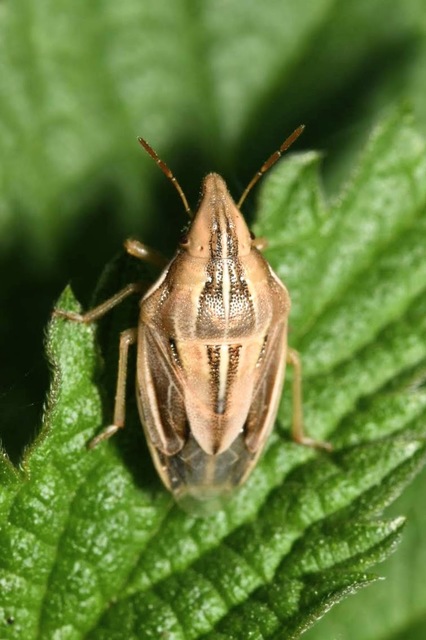 Aelia rostrata - csőrös szipolypoloska Aelia rostrata - csőrös szipolypoloska