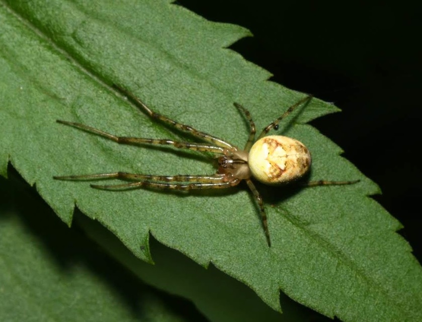 Metellina segmentata/mengei