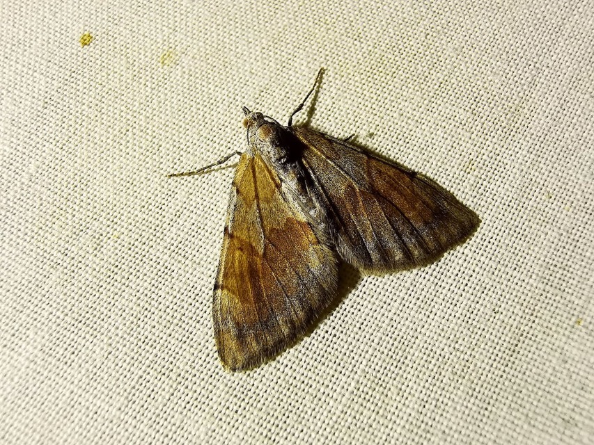 Pennithera firmata - sárgásvörös fenyőaraszoló