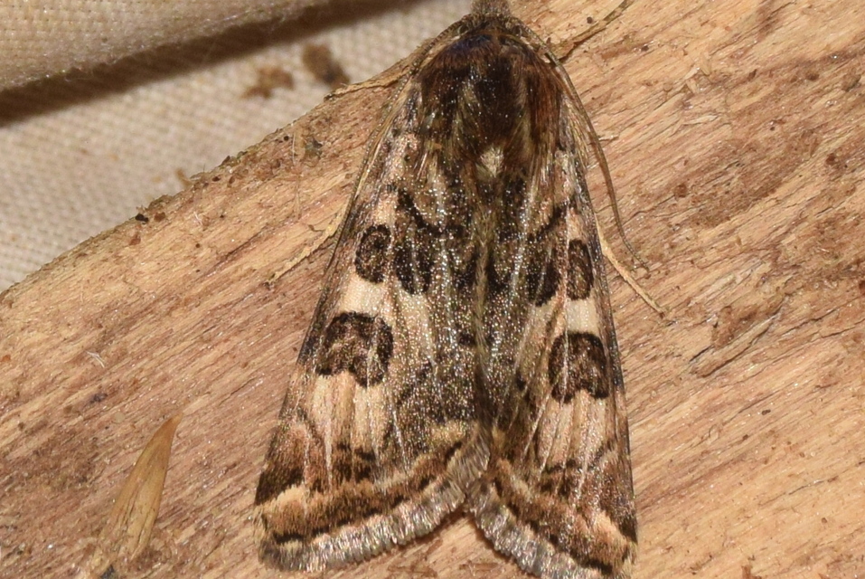 Protoschinia scutosa - tüskéslábú bagoly
