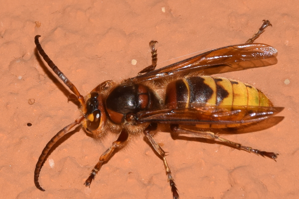 Vespa crabro - lódarázs