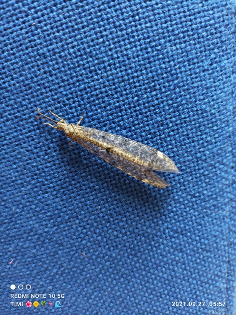 Distoleon tetragrammicus - négyfoltos hangyaleső