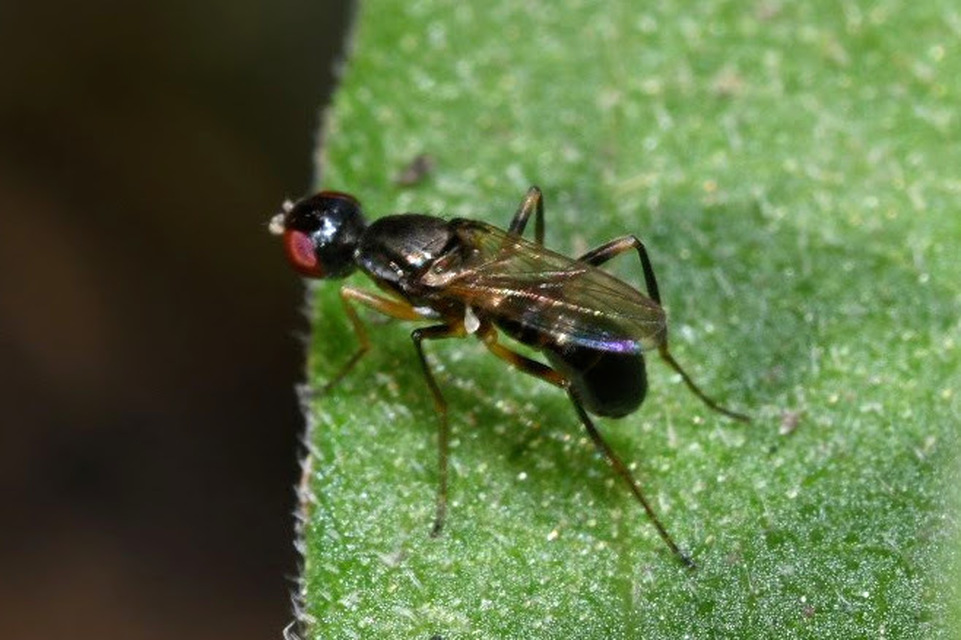 Nemopoda nitidula