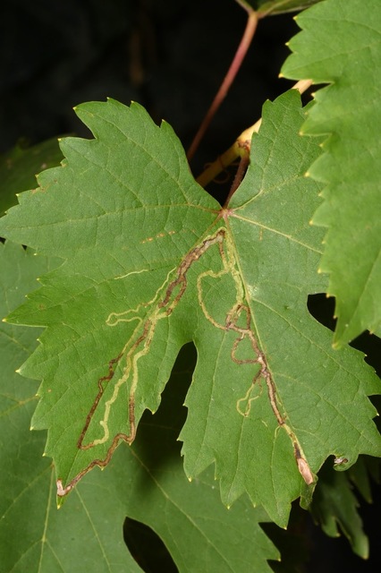 Phyllocnistis vitegenella - kígyóaknás szőlőmoly