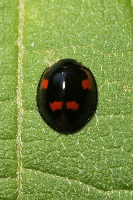 Exochomus quadripustulatus - négyfoltos szerecsenkata