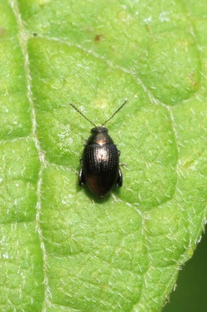 Chaetocnema