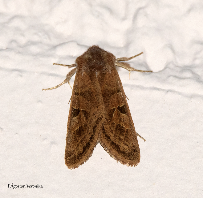 Episema tersa - hármasjegyű liliombagoly
