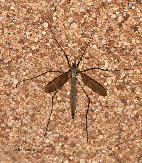 Tipula