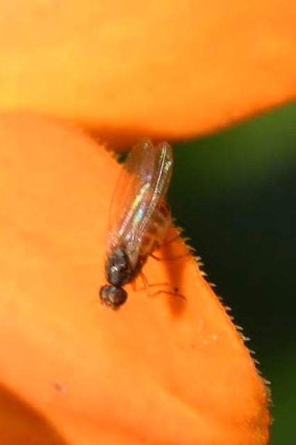 Scaptomyza pallida