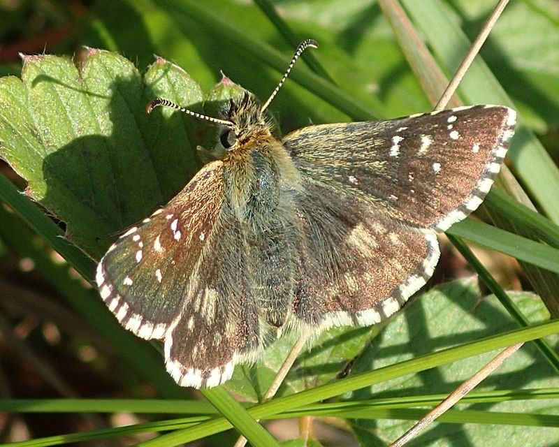 Pyrgus armoricanus - feles busalepke