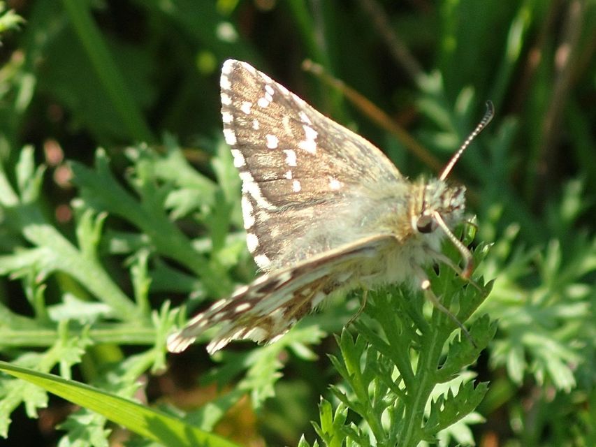 Pyrgus armoricanus - feles busalepke