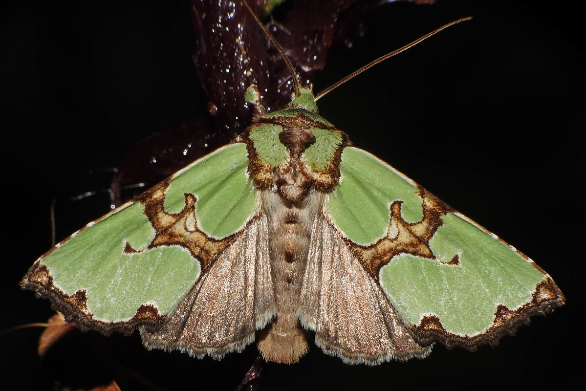 Staurophora celsia - buckabagoly