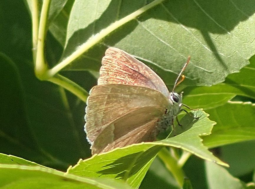 Neozephyrus quercus - tölgyfalepke
