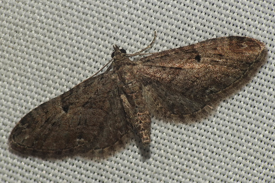 Eupithecia pusillata - lucfenyő-törpearaszoló