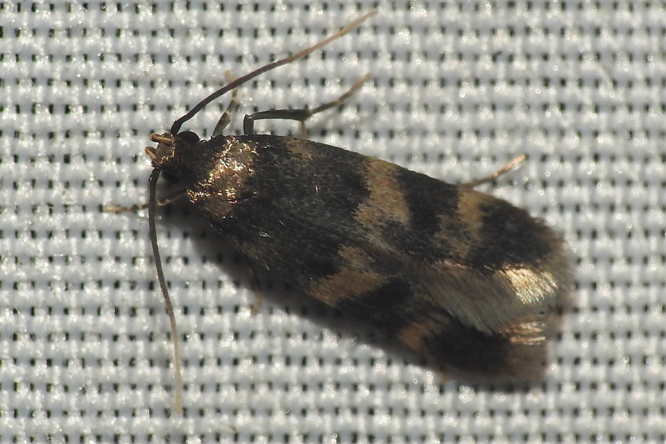 Oegoconia