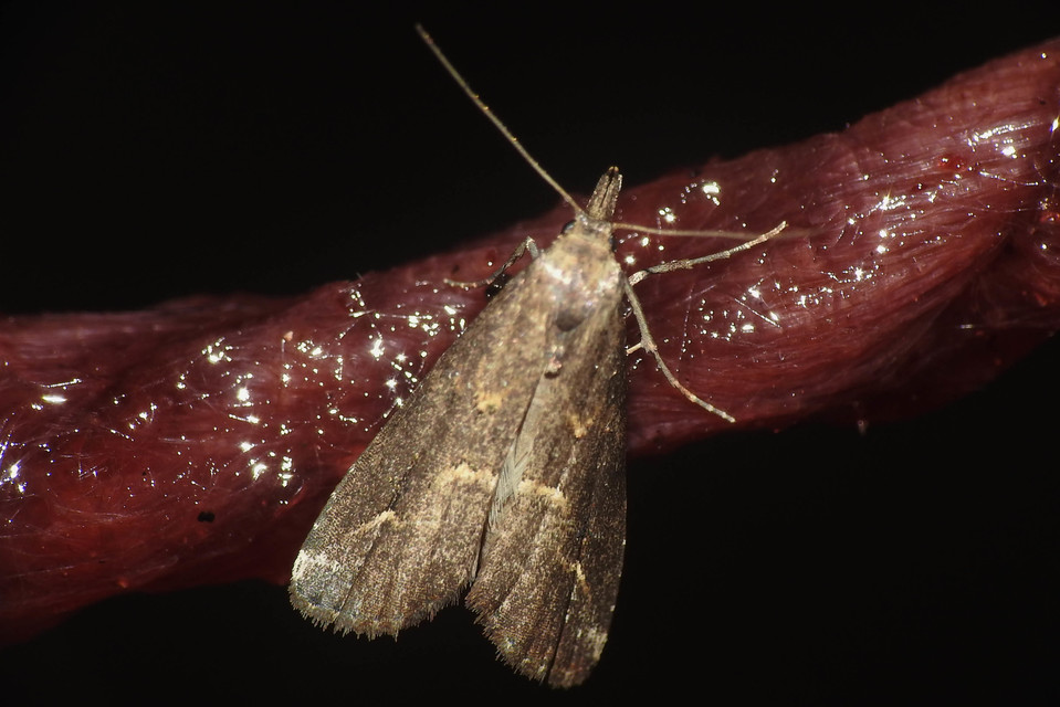 Schrankia costaestrigalis - keskenyszárnyú karcsúbagoly