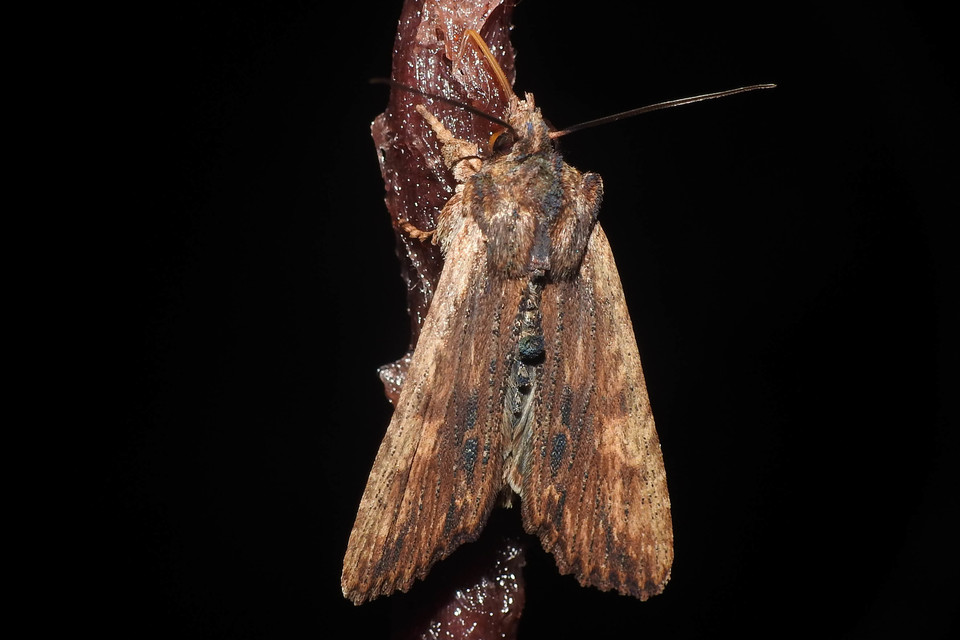 Lithophane semibrunnea - keskenyszárnyú fabagoly