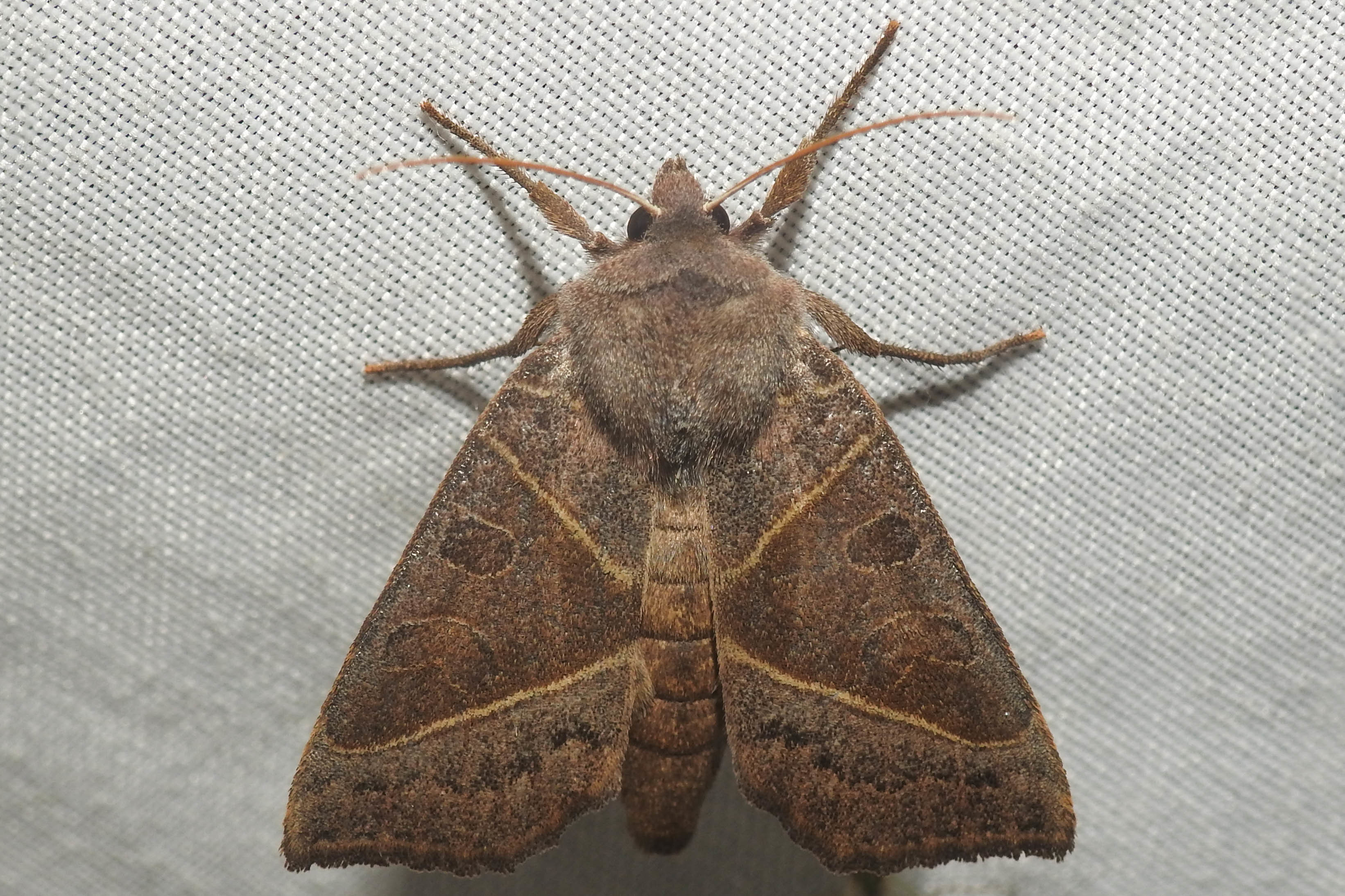 Mesogona oxalina - hegyesszárnyú madársóskabagoly