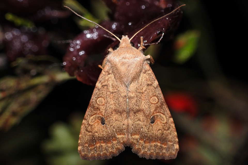 Sunira circellaris - okkersárga őszibagoly