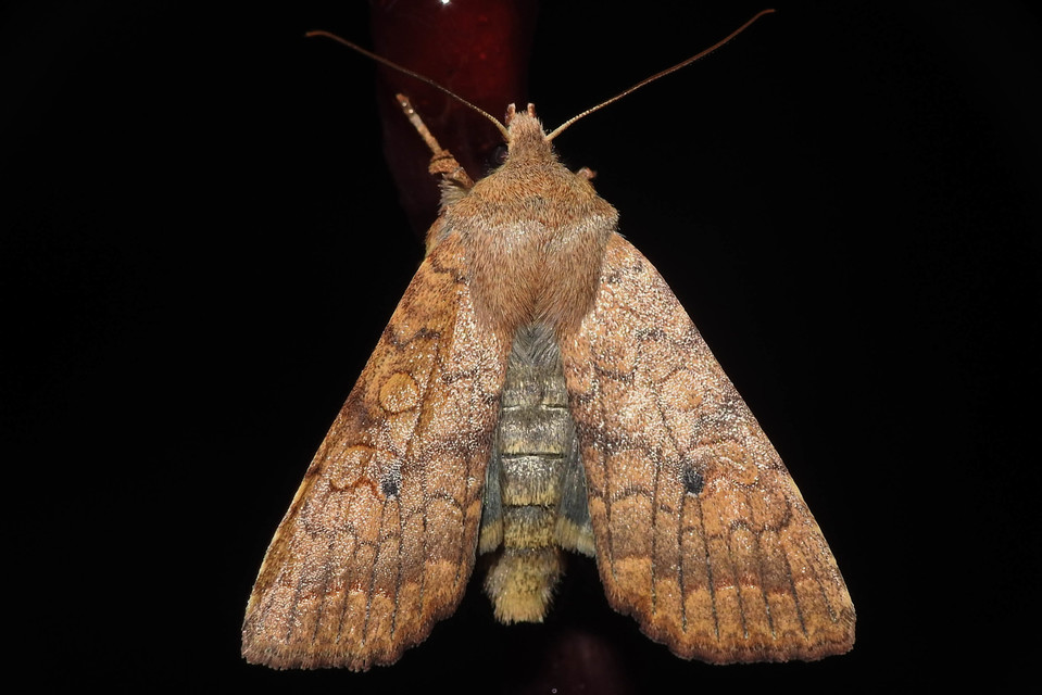 Sunira circellaris - okkersárga őszibagoly