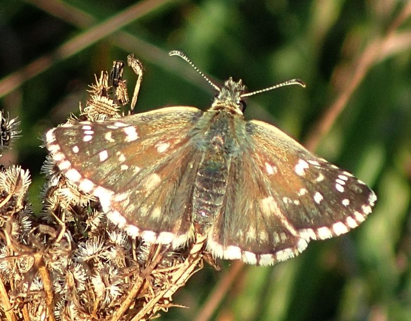 Pyrgus armoricanus - feles busalepke