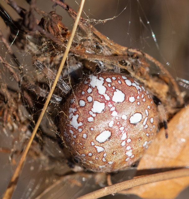 Araneus quadratus - négyes keresztespók