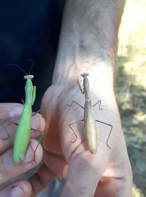 Mantis religiosa - imádkozósáska