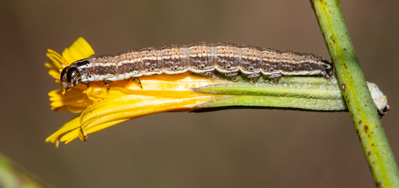 Schinia cognata - nyúlparéj-nappalibagoly