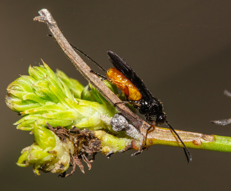 Hymenoptera - Hártyásszárnyúak