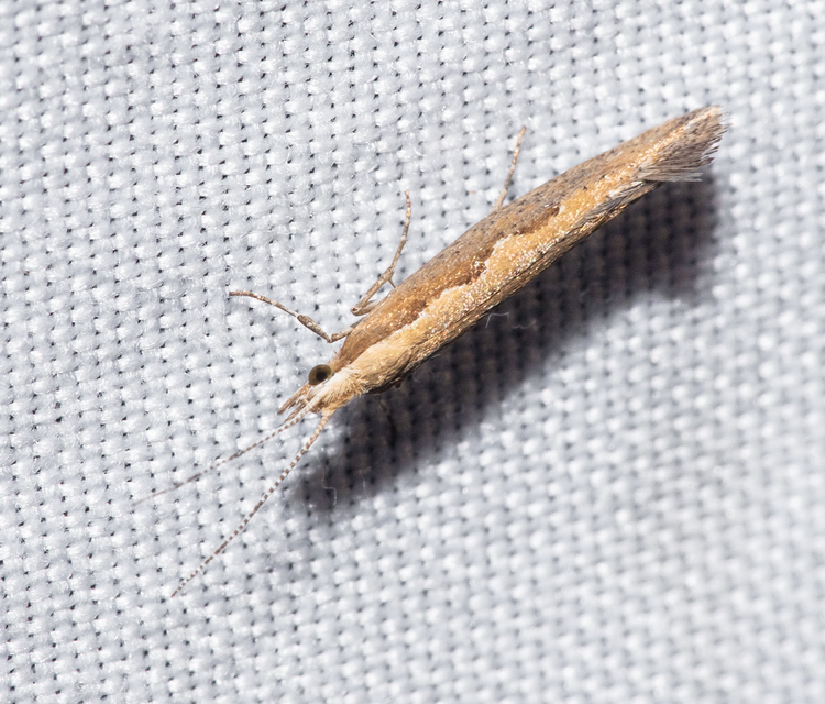 Plutella xylostella - káposztamoly