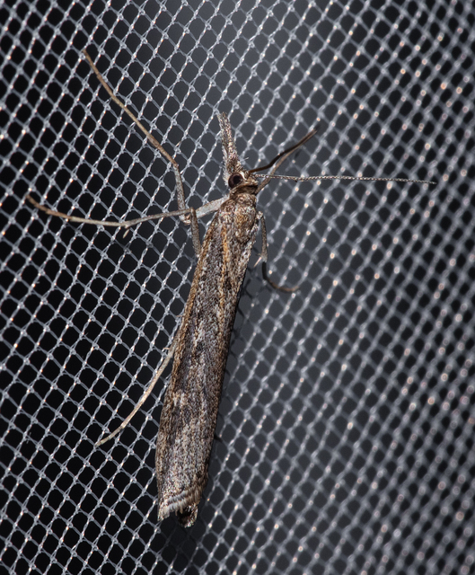 Pediasia matricella - alföldi fűgyökérmoly