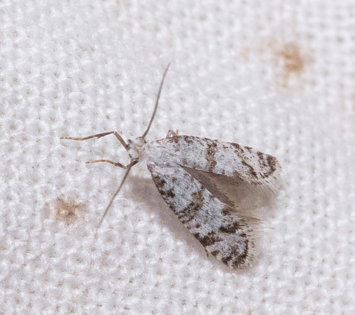 Scythropia crataegella - galagonya-pókhálósmoly