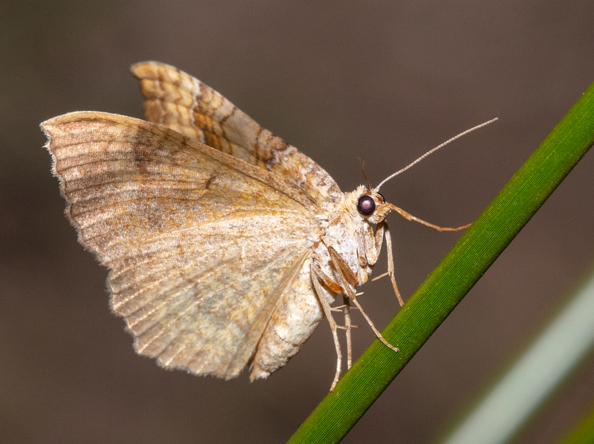 Camptogramma bilineata - kétvonalas sávosaraszoló