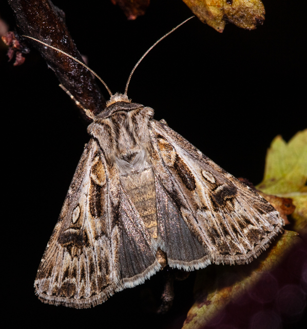 Agrotis vestigialis - őszi földibagoly