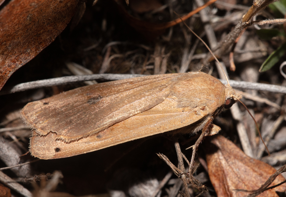 Noctua pronuba - nagy sárgafűbagoly