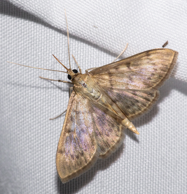 Patania ruralis - csalánevő tűzmoly