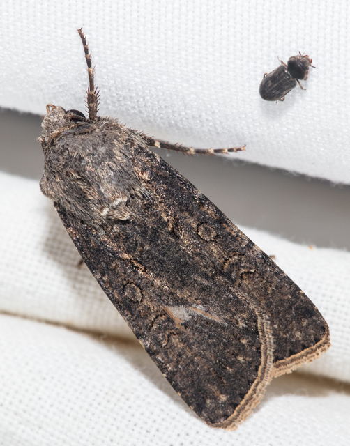 Agrotis segetum - vetési földibagoly